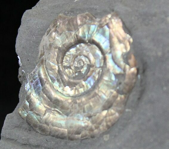 Brilliant Psiloceras Ammonite - England #25814